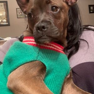 Meet your Posher, Rose